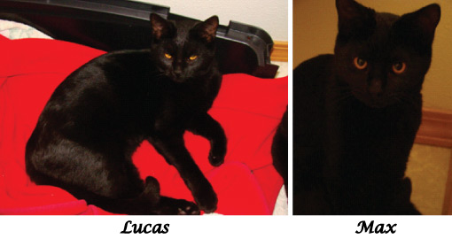 Adoption Cats - Lucas & Max